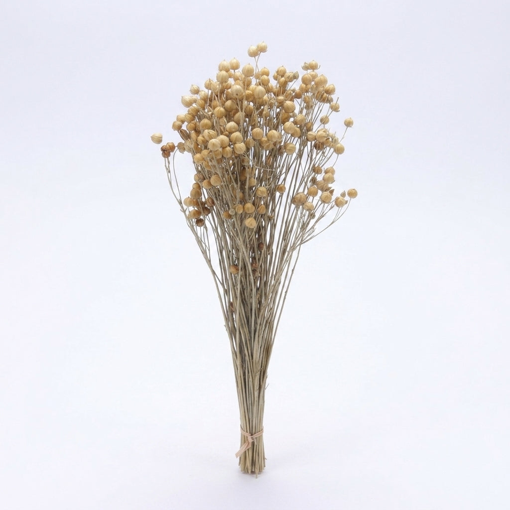 Natural Flax Pod Botanical Bundle