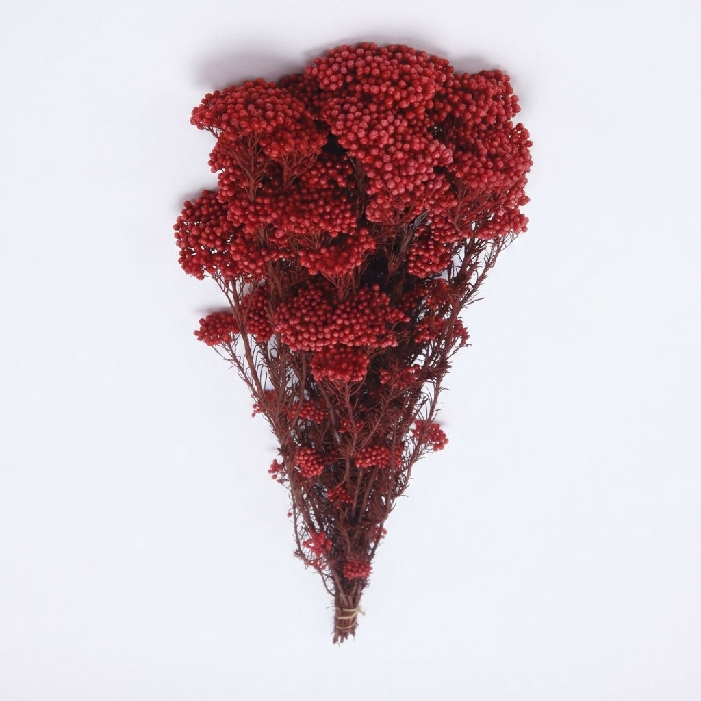 Crimson Berry Cluster Dried Arrangement